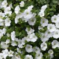 Riippapetunia Snow