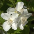 Pihajasmike - Philadelphus coronarius