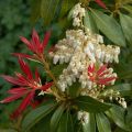 Japaninkellovaivero Forest Flame