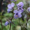 Japaninlehtosinilatva Bressingham Purple