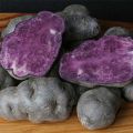 Peruna Vitelotte