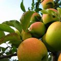 Tarhaomenapuu Golden Delicious