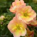 Pensashanhikki Double Punch Peach