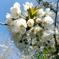 Imeläkirsikka - Prunus avium