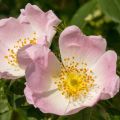 Kaljukoiranruusu - Rosa canina