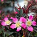 Punalehtiruusu - Rosa glauca