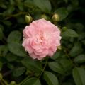 Polyantharuusu The Fairy