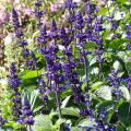 Härmesalvia Big Blue