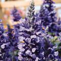 Härmesalvia Mystic Spires Blue Improved