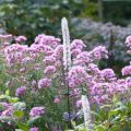 Tuoksuasteri Rosa Sieger