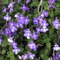 Pikkusoilikki Purple