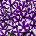Tarhapetunia Supertunia Mini Vista Violet Star