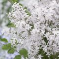 Pikkusyreeni Flowerfesta White