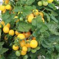 Tomaatti Pendulina Yellow taimena