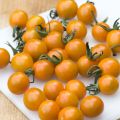 Kirsikkatomaatti Cherry Orange taimena