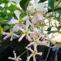 Trachelospermum asiaticum Pink Showers
