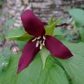 Punakolmilehti - Trillium erectum