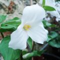 Isokolmilehti - Trillium grandiflorum