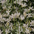 Sinitriteleia Silver Queen