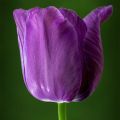 Myöhäinen yksinkertainen tulppaani Bleu Aimable