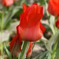 Greigii-tulppaani Petit Chaperon Rouge