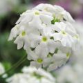 Tarhaverbena Star Dreams white
