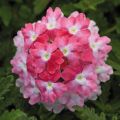 Tarhaverbena Endurascape Pink Fizz