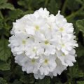 Tarhaverbena Endurascape White