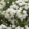Tarhaverbena Virgo White