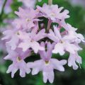 Tarhaverbena Star dreams Patio Lavender