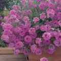 Tarhaverbena Star Dreams hot pink