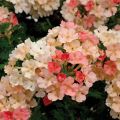 Tarhaverbena Superbena Royale Peachy Keen