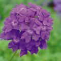 Tarhaverbena Star Dreams Midnght blue