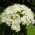 Villaheisi - Viburnum lantana