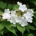 Koiranheisi - Viburnum opulus
