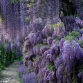 Wisteria sinensis - Kiinansinisade