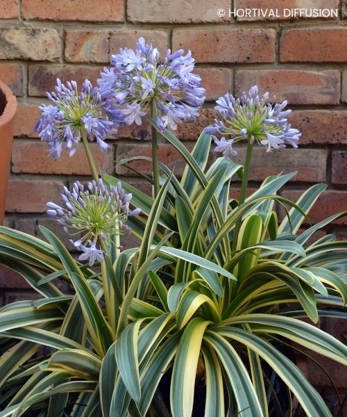Agapanthus praecox Zambezi