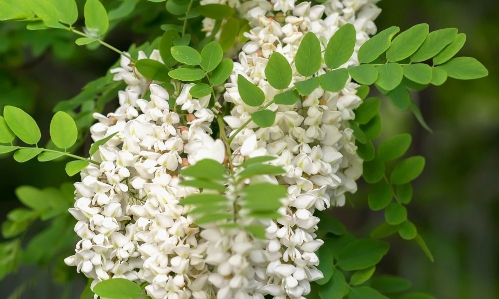 Découvrez tous nos arbustes à petit prix !