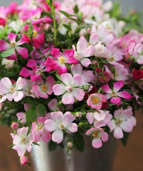 Elles sont de retour :