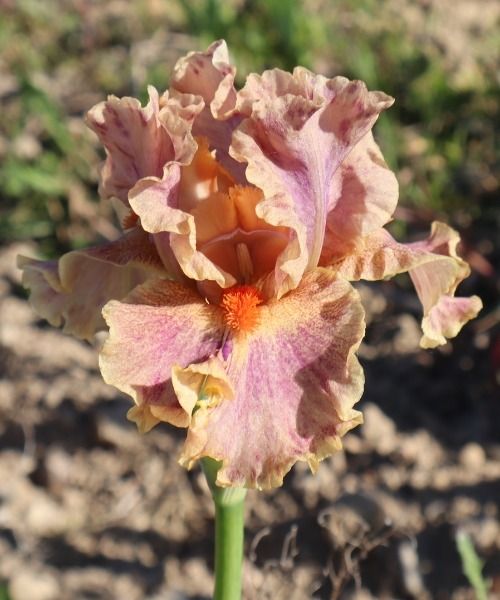 IRIS GERMANICA -uutuudet
