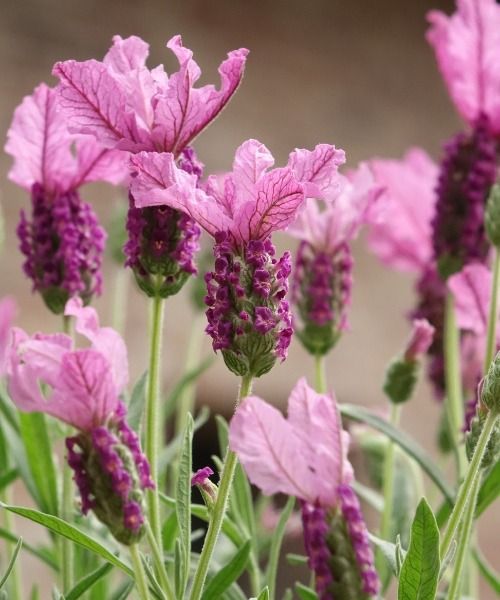 Bulbes à floraison printanière