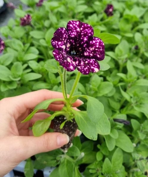 -30% sur les bisannuelles 