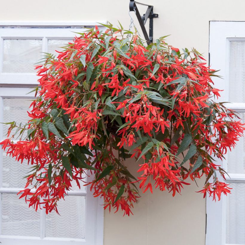 Riippubegonia (siemenet) - Begonia boliviensis (Kasvutapa)