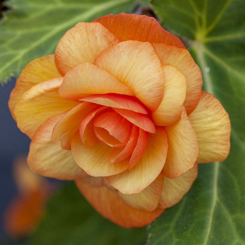 Mukulabegonia Apricot Shades Improved F1 (siemenet) (Kukinta)