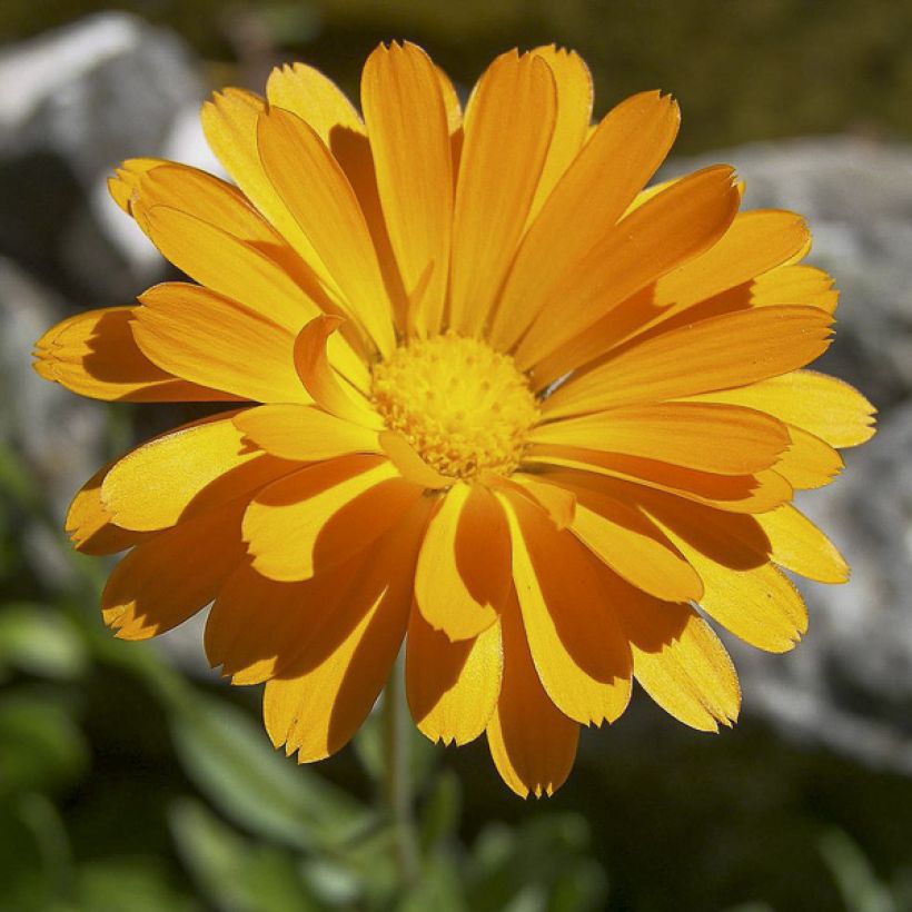 Kehäkukka (siemenet) - Calendula officinalis (Kukinta)