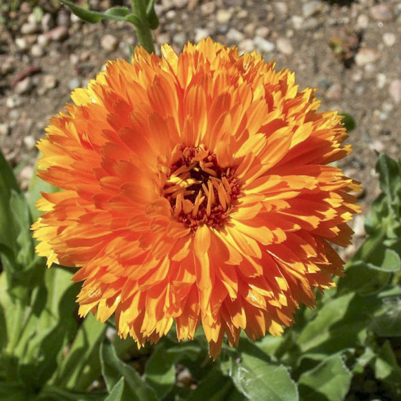 Kehäkukka Ball’s Orange (siemenet) (Kukinta)