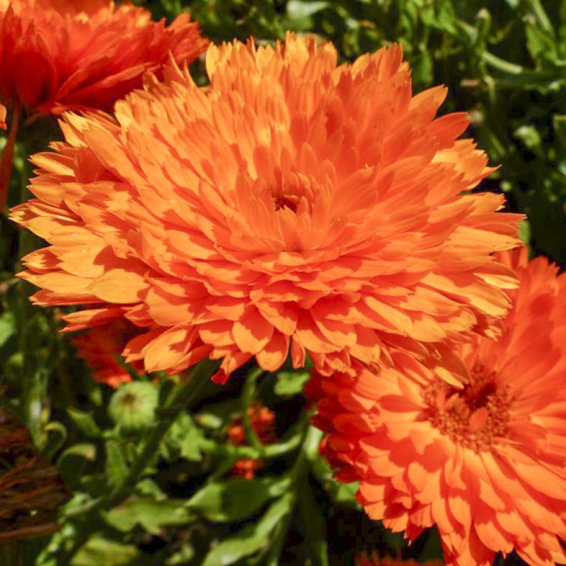 Kehäkukka Candyman Orange (siemenet) (Kukinta)