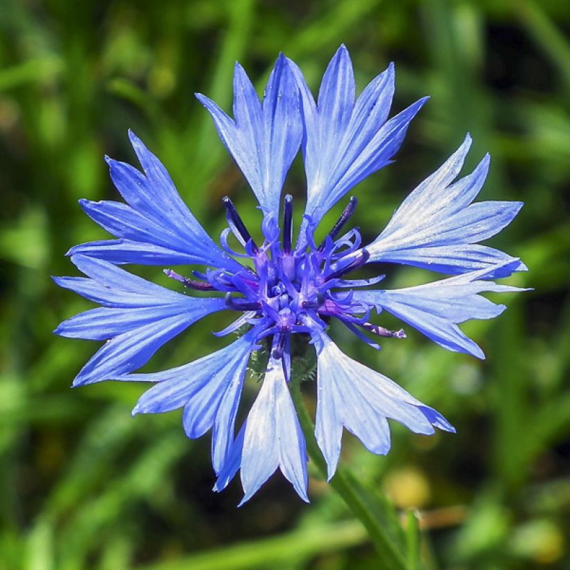 Ruiskaunokki Mix (siemenet) - Centaurea cyanus (Kukinta)