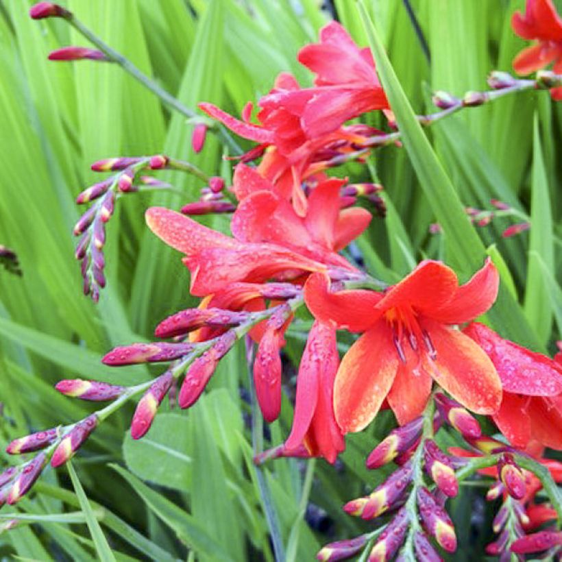 Ruostekukka Philippa Browne (Flowering)