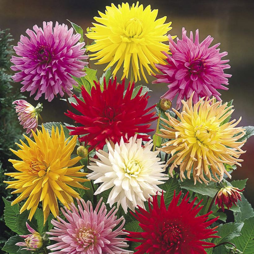 Kaktusdaalia Cactus Hybrids Mixed (Kukinta)